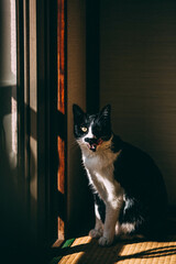 Fototapeta na wymiar Cat in Japanese Home with Morning Sunlight