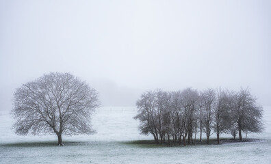 trees and fields, winter countryside scene