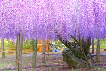 Foto auf Acrylglas 河内藤園の藤（福岡県北九州市） © takafumi99999