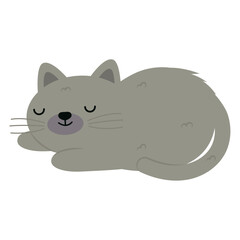 gray cute cat