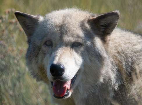 Close-Up Portrait of a captive Gray Wolf in Sunlight photographed at the Yellowstone Wildlife Sanctuary in Montana.