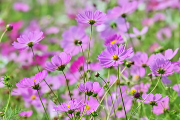 コスモスの花（Cosmos flower）