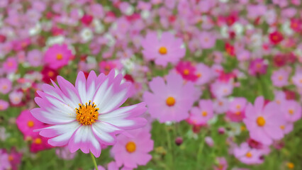 コスモスの花（Cosmos flower）