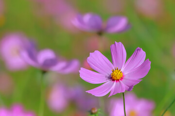 Fototapeta premium コスモスの花（Cosmos flower）