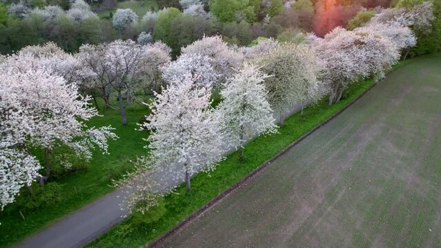 Landing next to White cherry blossom trees