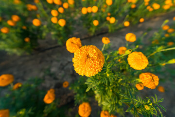 Golden Yellow Color Fresh Newly Grown Herbal Tagetes Marigold Flowers Of Sunflower Family In Spring Season For Home Gardening