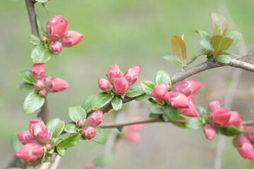 Fototapeta na wymiar Buds of pink apple blossom on branches.