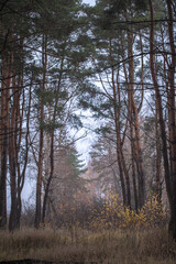 forest in fog