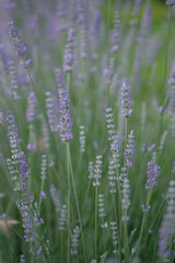 Lilac lavender grows in the morning field