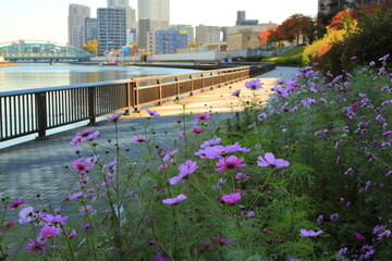 隅田川テラスに咲き誇る花壇のコスモス