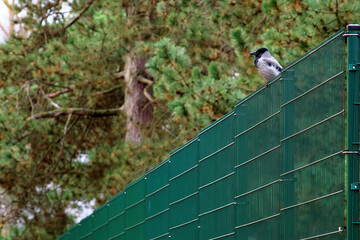 Steel grill. Green fence with wire. Fencing. Grating wire industrial fence panels. Metal mesh fence. Selective focus.