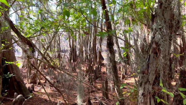 Caddo Lake State Park with its amazing nature - travel photography