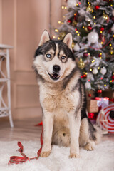 Husky breed dog on the background of a Christmas tree.Gifts under the tree