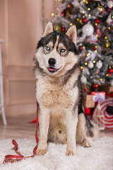 Husky breed dog on the background of a Christmas tree.Gifts under the tree