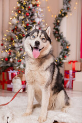 Husky breed dog on the background of a Christmas tree.Gifts under the tree