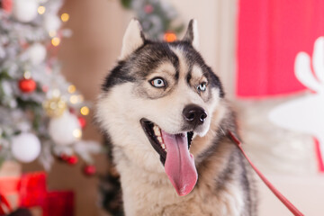 Husky breed dog on the background of a Christmas tree.Gifts under the tree