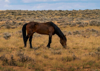 Wild Horse Grazing