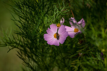 Bee on the beautiful flower.