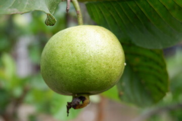 Close up fresh small guava hangin on the tree