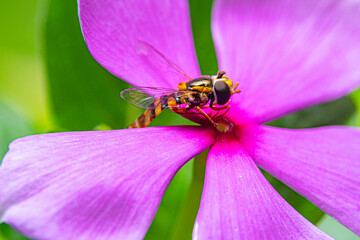 a hoverfly in pink petals blossom flower