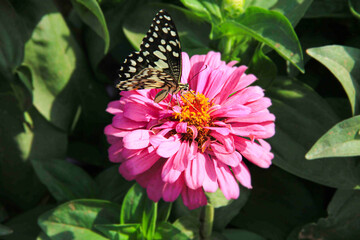 butterfly on flower