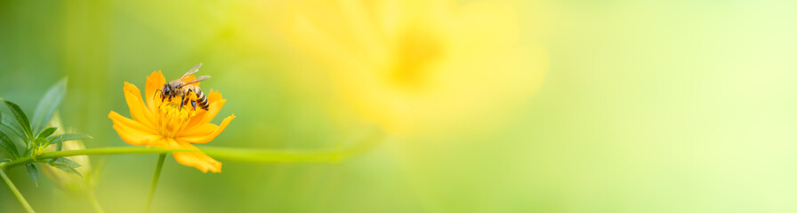 Nature of bee with flower in garden using as background natural flora cover page or banner template brochure landing page design