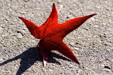 楓の落ち葉
