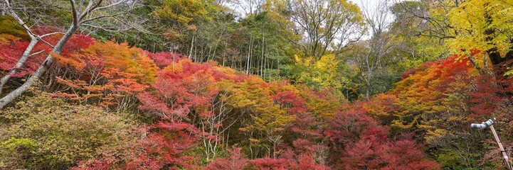 カラフルなドウダンツツジのパノラマ紅葉情景＠神戸、兵庫