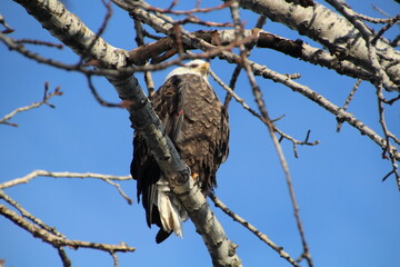 eagle sitting in the tree