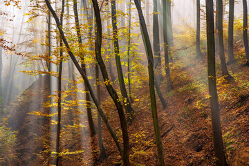 Moody atmosphere in the forest during autumn season. Sunbeams and fall foliage.