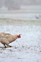 Wintereinbruch auf dem Bauernhof / Huhn läuft den Schnee und es schneit