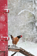 Wintereinbruch auf dem Bauernhof / Hahn schaut aus dem Hühnerstall auf den Schnee im Winter © GrebnerFotografie