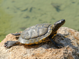 a turtle in the pond