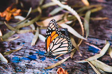 butterfly with dried leaves