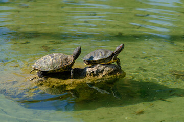 Fototapeta premium turtles in the pond