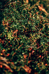 A quiet English woodland area on a bright sunny day