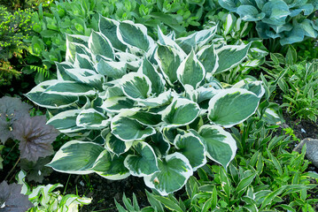 Bush of a perennial decorative two-tone hosta in a summer garden plot.