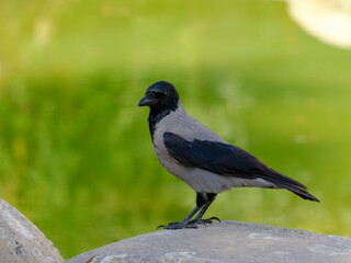 a crow in the park