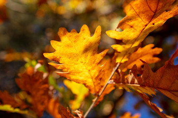 Leaves on an oak tree in autumn.