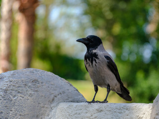 a crow in the park