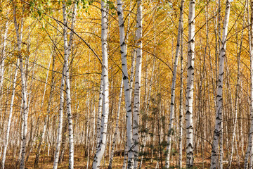 Fototapeta premium Yellow leaves on a birch tree in autumn.