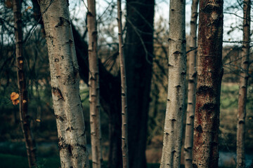 Fototapeta premium An autumnal woodland area in the English countryside