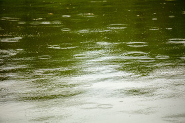 Raindrops on the surface of the water in the pond.