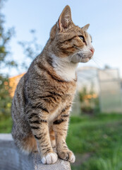 Portrait of a cat in nature.