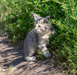 Portrait of a kitten in green grass.