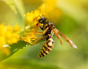 Wasp on a yellow flower.
