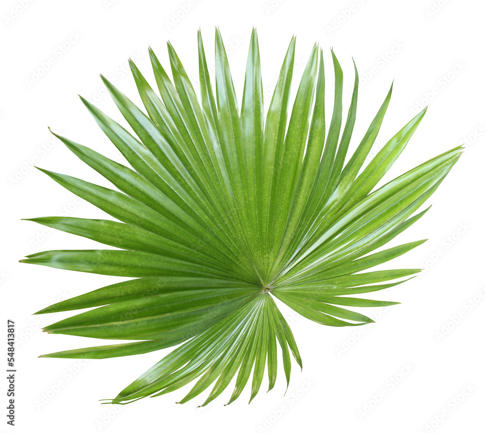 Poster tropical nature green fan palm leaf on transparent background png file