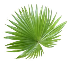 Poster tropical nature green fan palm leaf on transparent background png file © studio2013