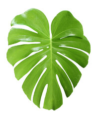 tropical jungle monstera leaves , Swiss Cheese leaf tree isolated on transparent background png file