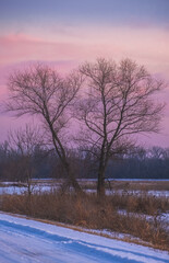 Beautiful winter scene with two bare trees growing by the road in foreground and forest and sunset sky in background